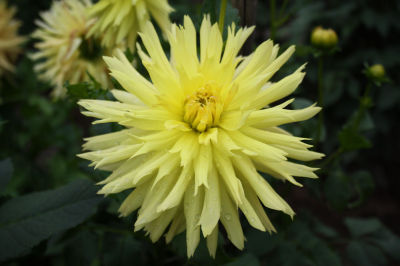 lenissonnehe200915.jpg